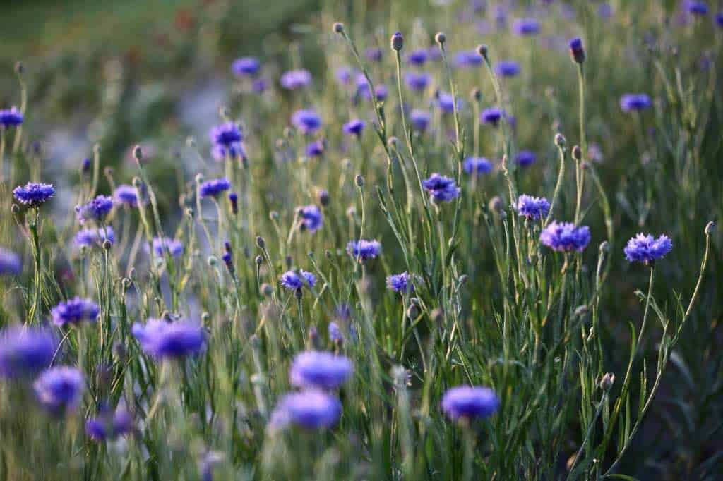 annual bachelor buttons plants in the garden