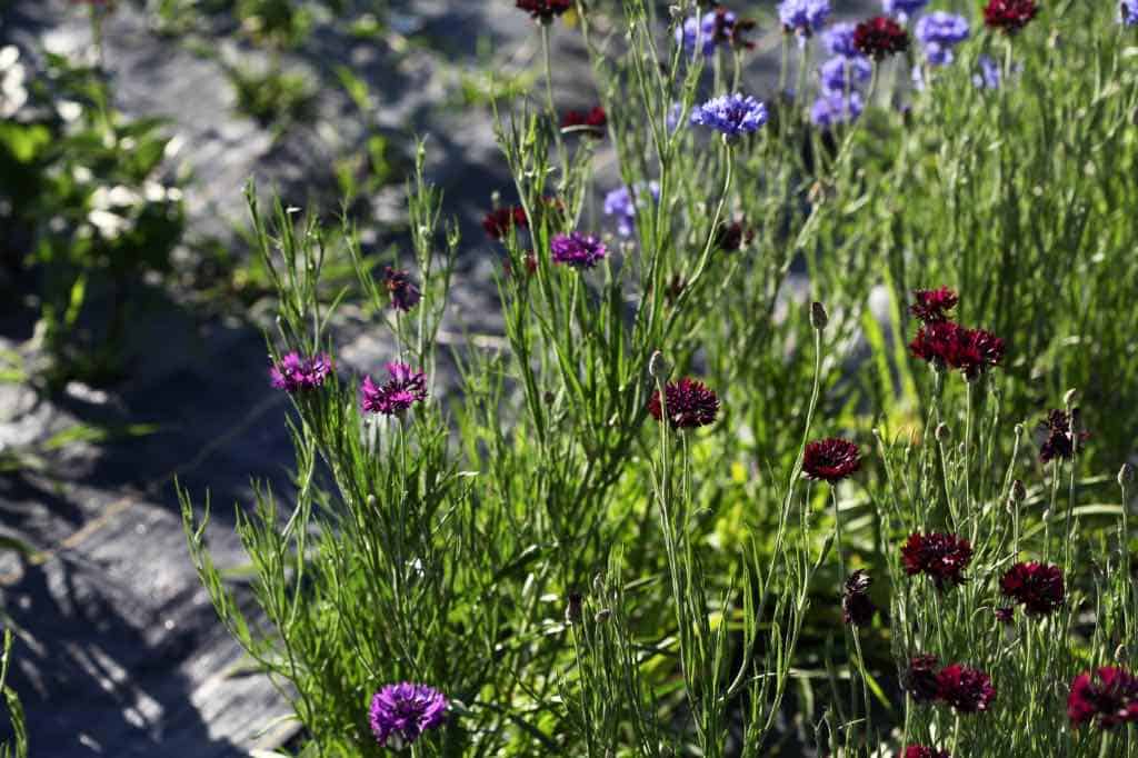 different colored bachelor button flowers in the garden