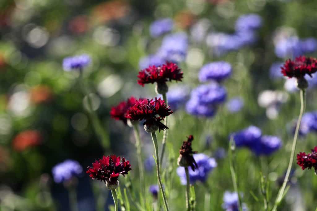 bachelor buttons in the garden