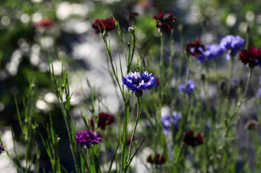 bachelor buttons growing in the garden