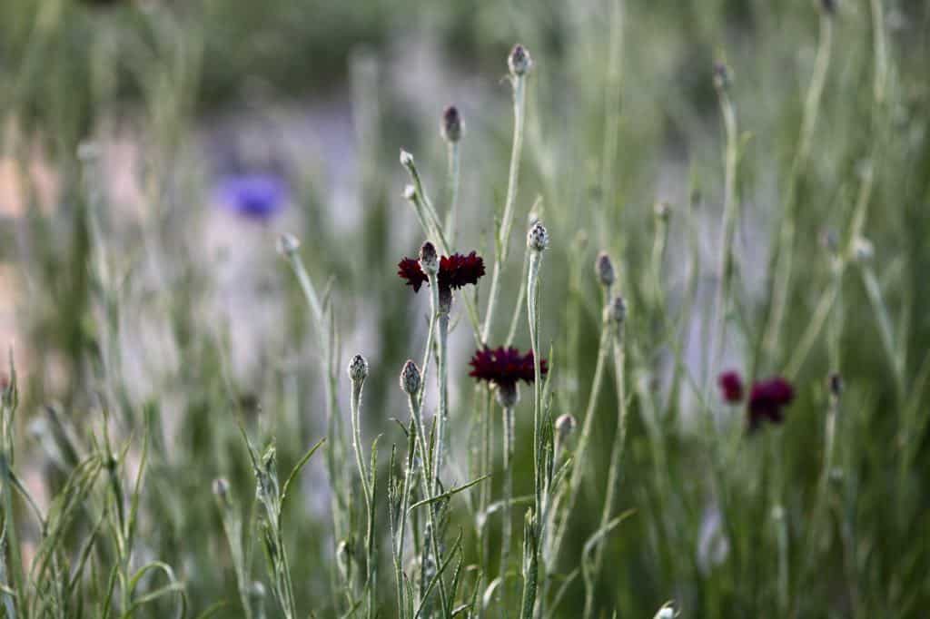 bachelor buttons in early summer, beginning to bloom