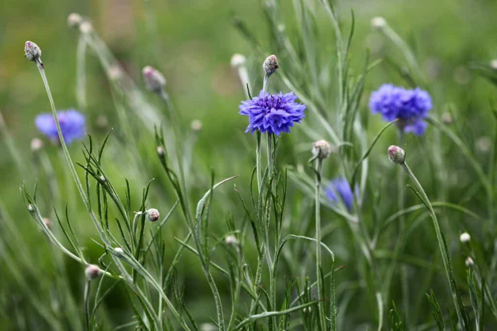 How to Grow Bachelor Buttons (Centaurea cyanus) — the kokoro garden