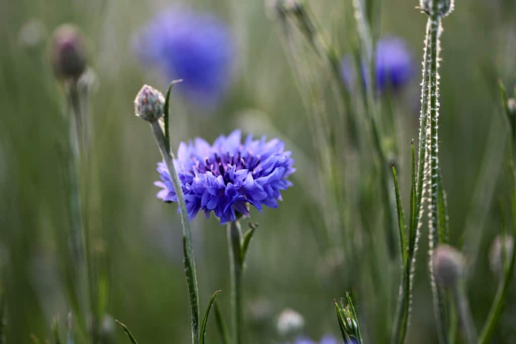 blue bachelor buttons flowers in the garden