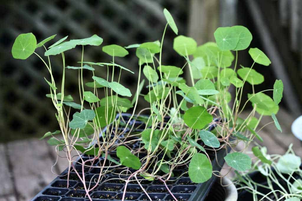 large nasturtium seedlings in a cell tray