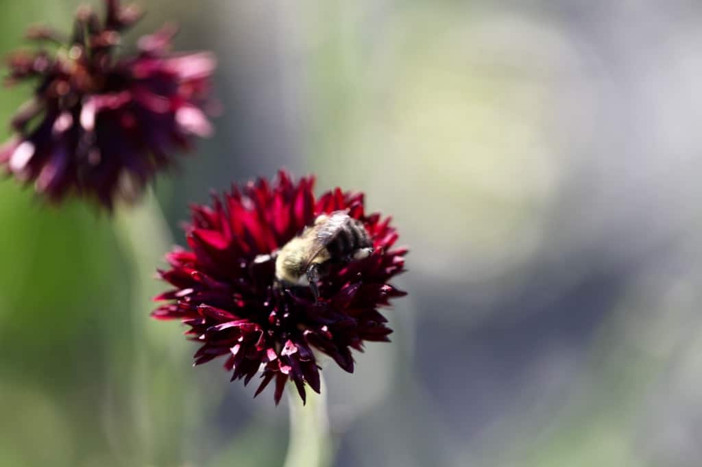 a bee on a burgundy bachelor button flower