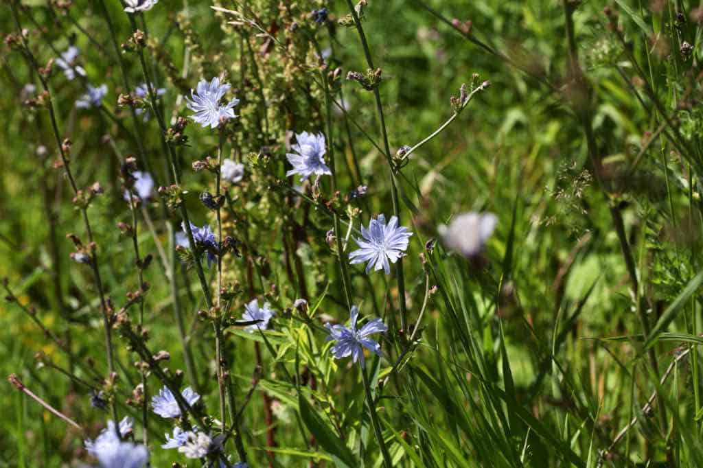 wild chicory growing in a field