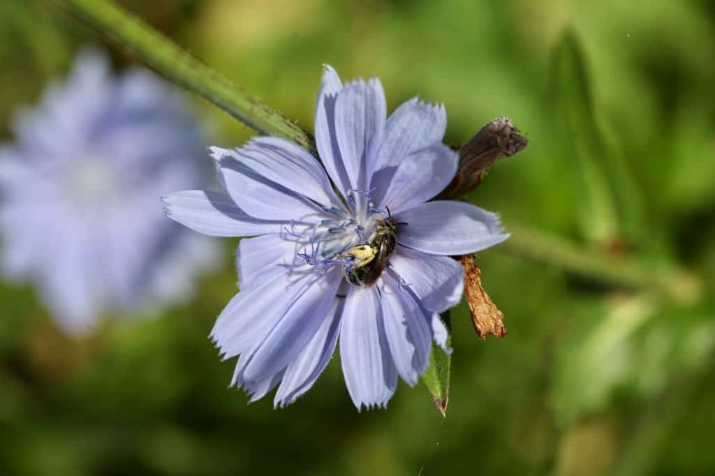 blue chicory flowers in the garden