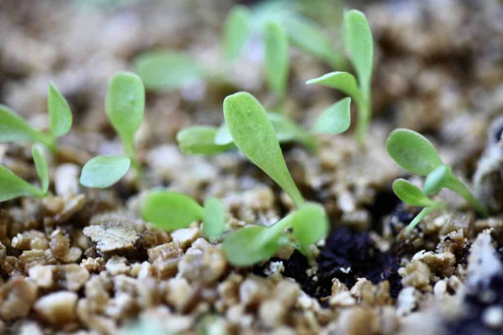  new chicory seedlings 