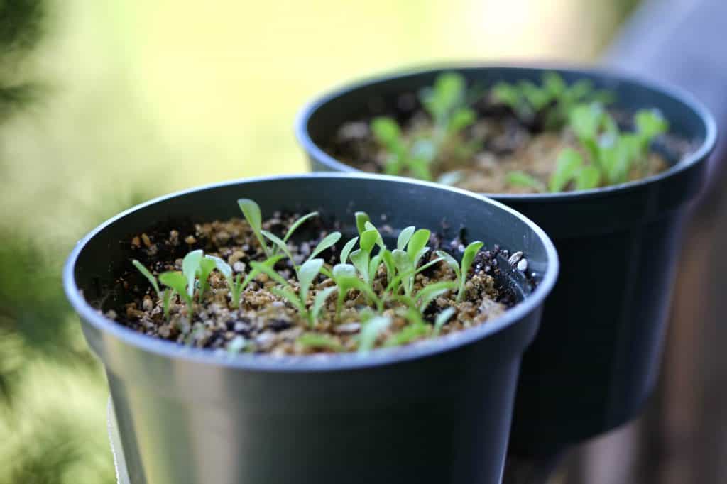 chicory seedlings from winter sown seeds