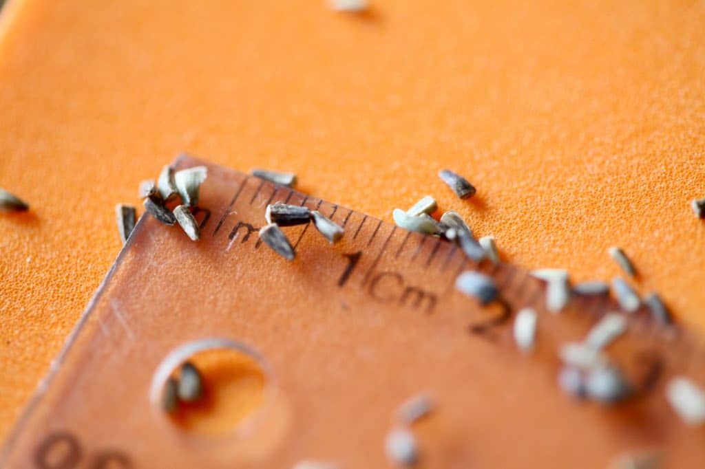 chicory seeds on a ruler