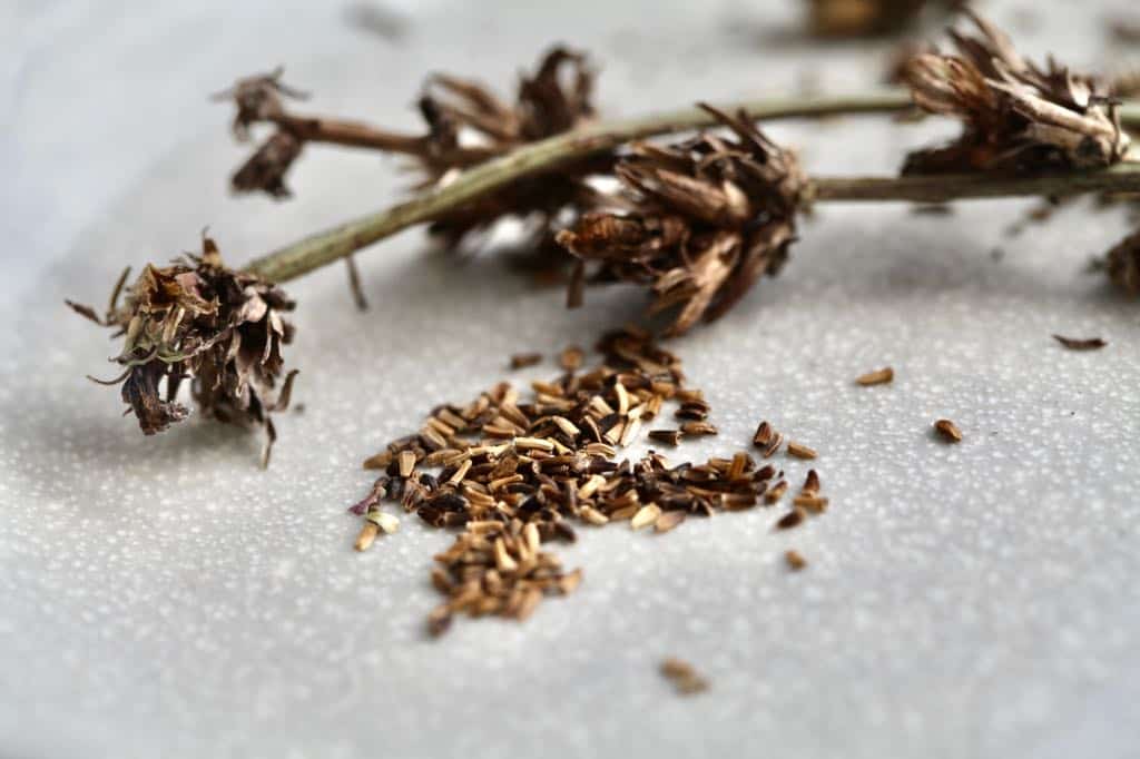 chicory seeds from a fall harvest