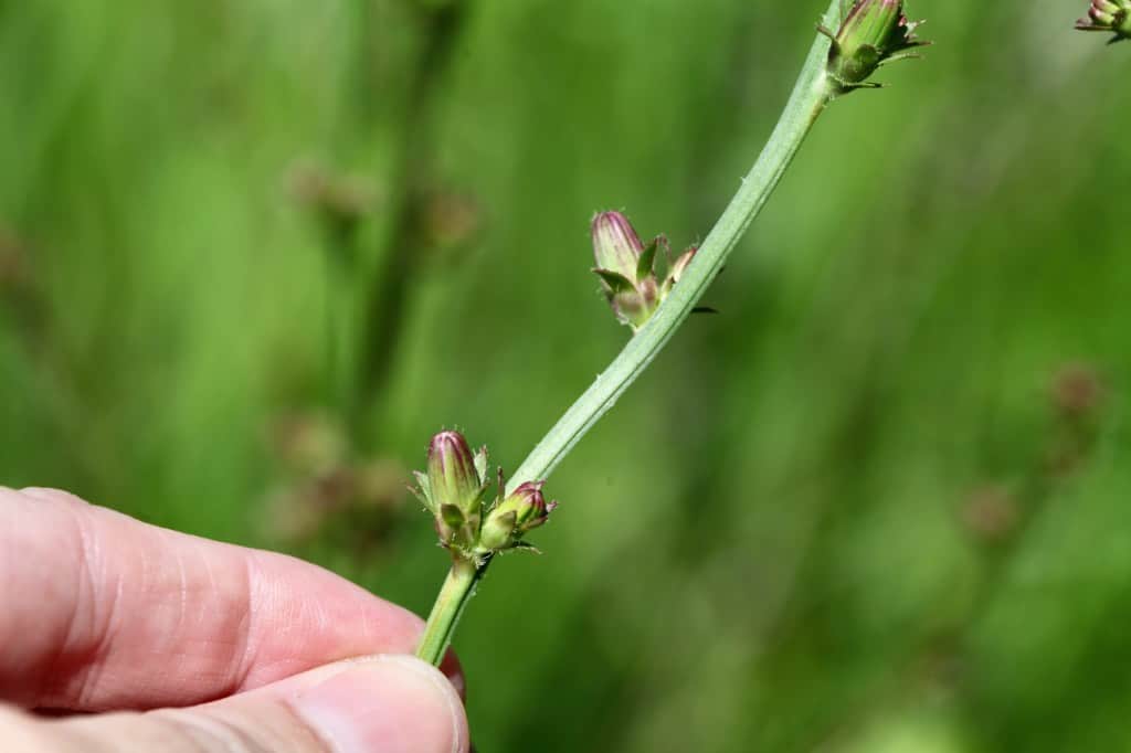 a hand holding chicory stems with flower buds