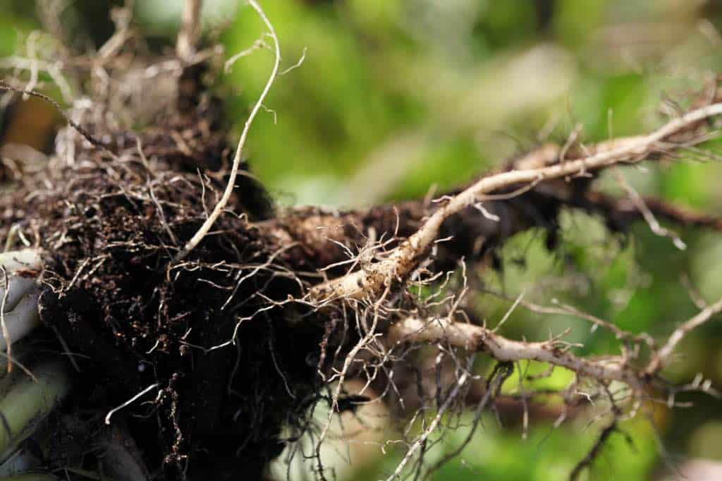 wild chicory roots