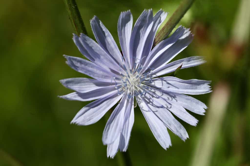 a common chicory flower against a blurred background