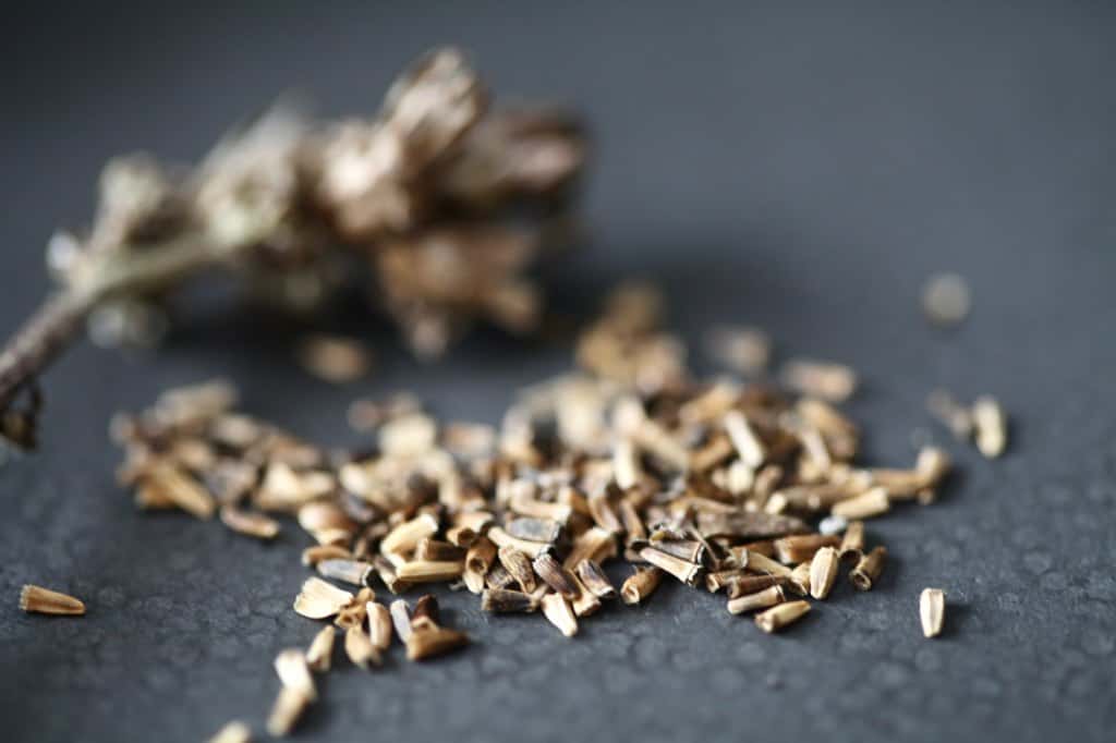 common chicory seeds on a black plate