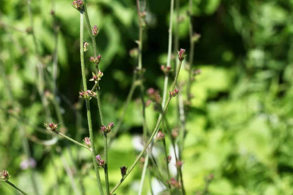 common chicory stems with flower buds