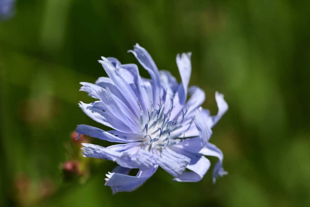 a blue chicory flower growing in the garden