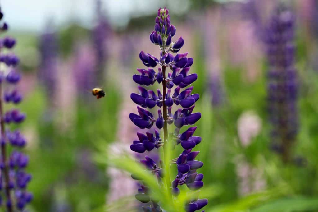 lupines and a bee flying in the air near the flowers