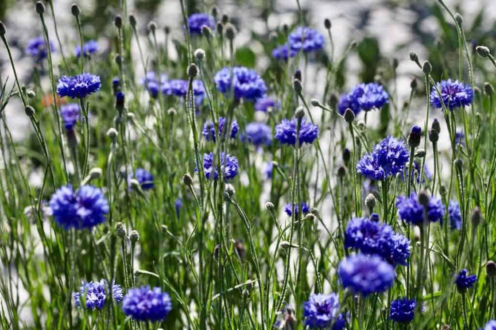 blue flowers in the garden