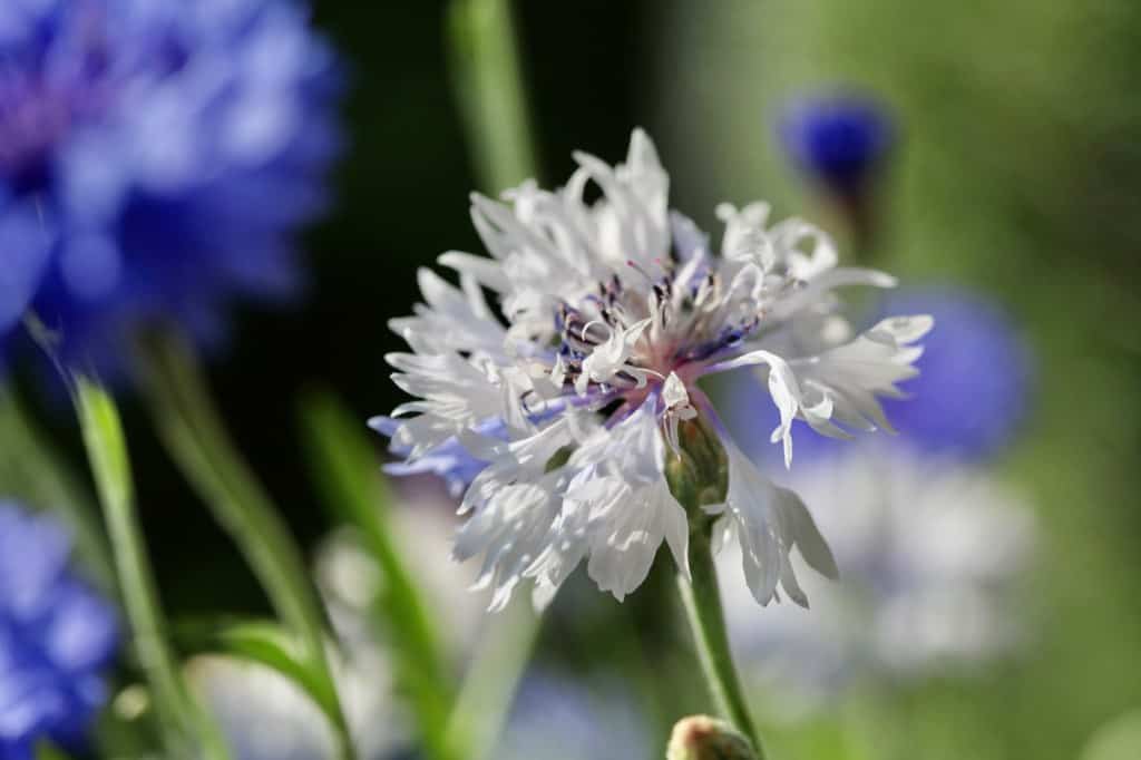 a spent bachelor button bloom