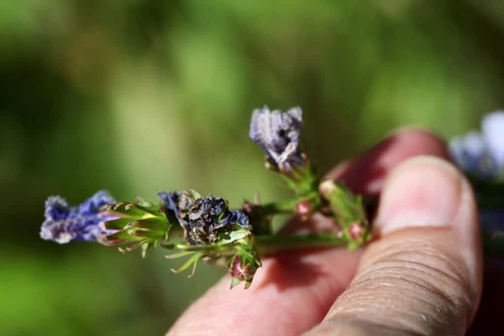 a hand holding a stem with spent blooms