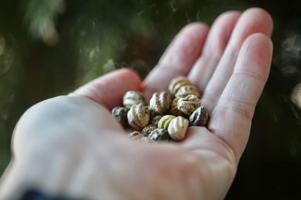 a hand holding dried nasturtium seeds for growing