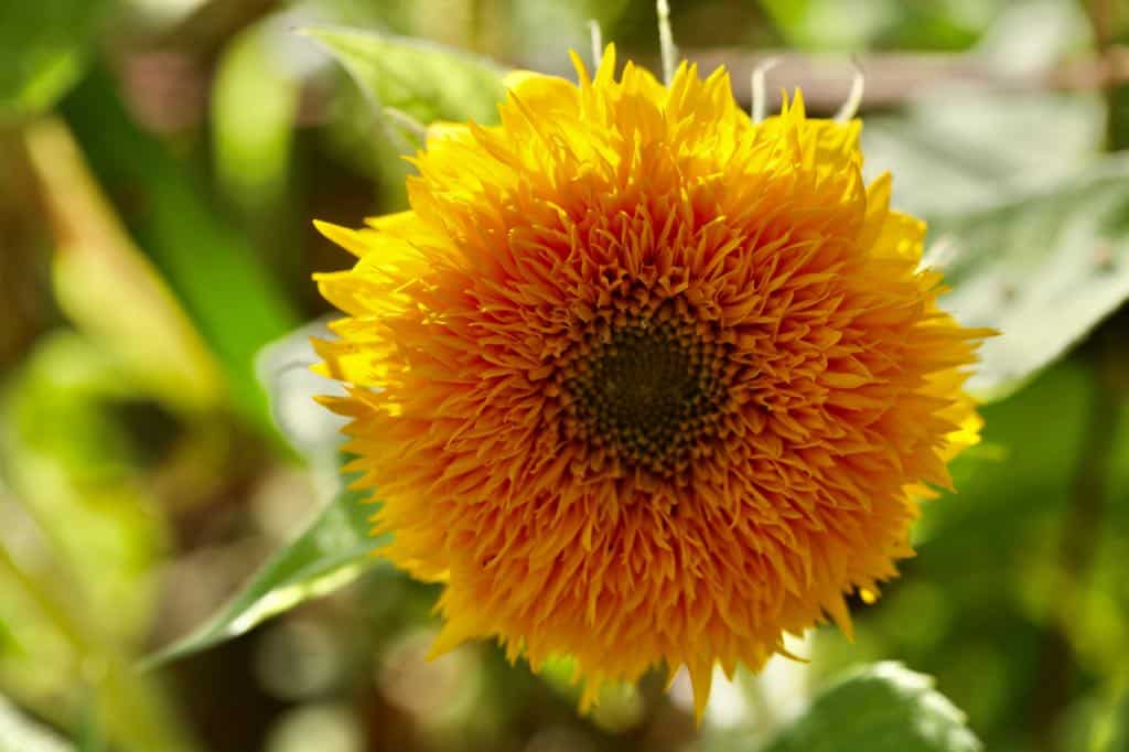 a yellow flower with petals covering the flower face, with a green center