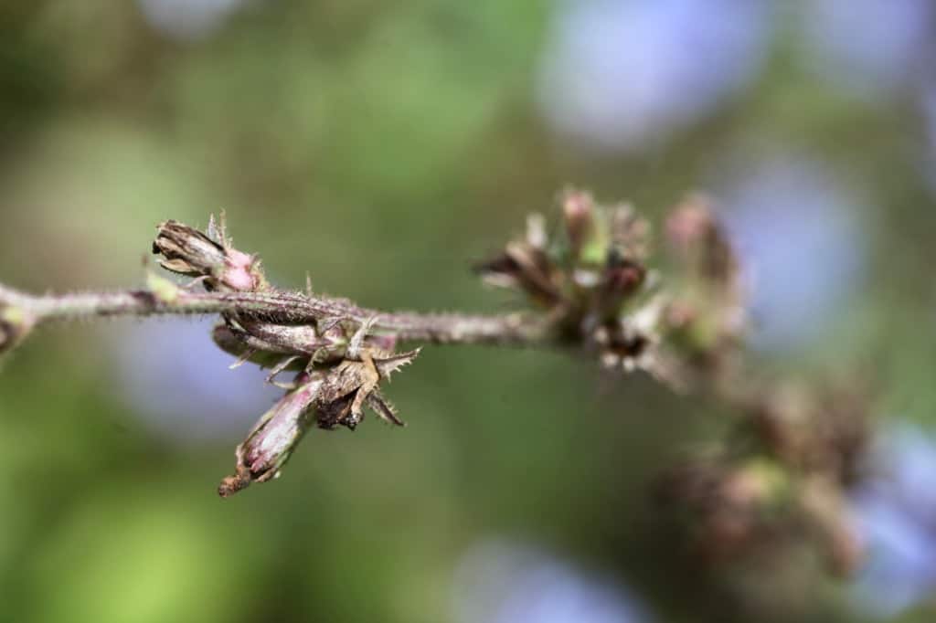 dried wild chicory seed heads containing seeds