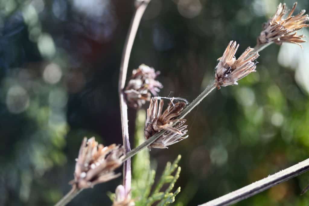 dried wild chicory seed heads