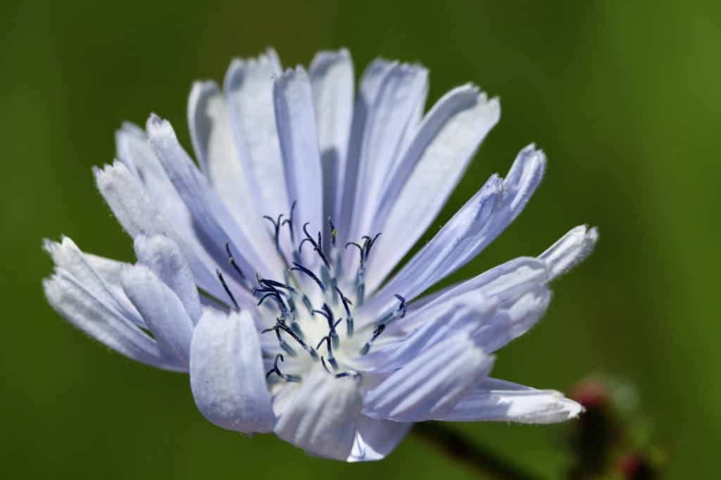 a light lavender daisy-like flower against a green background