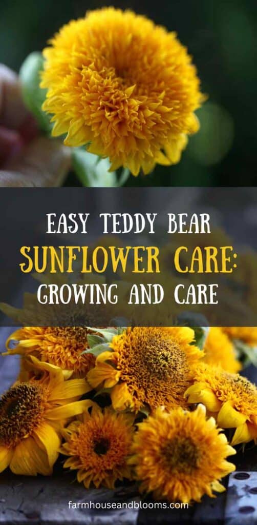 easy teddy bear sunflower care: pinterest pin