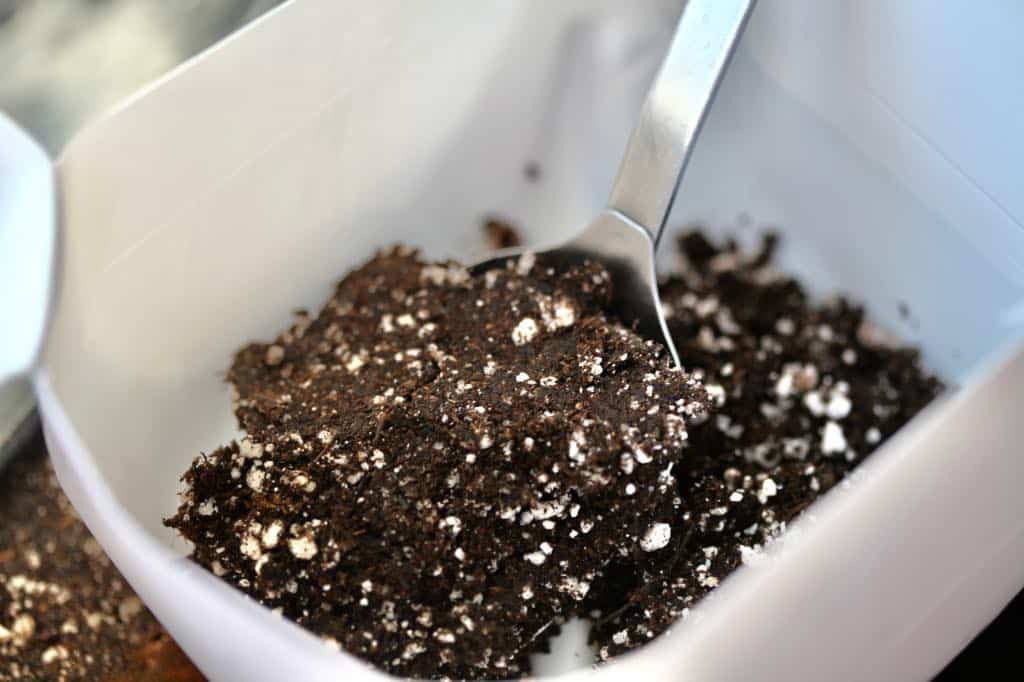 filling a cut milk jug bottom with seed starting medium for sowing lupine seeds