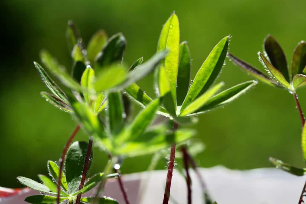 freshly watered winter sown lupine seedlings