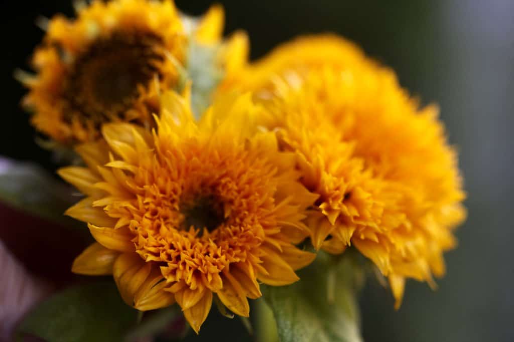 a bouquet of orange colored teddy bear sunflowers
