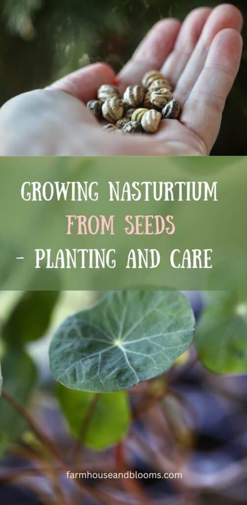 growing nasturtium from seeds- pinterest pin