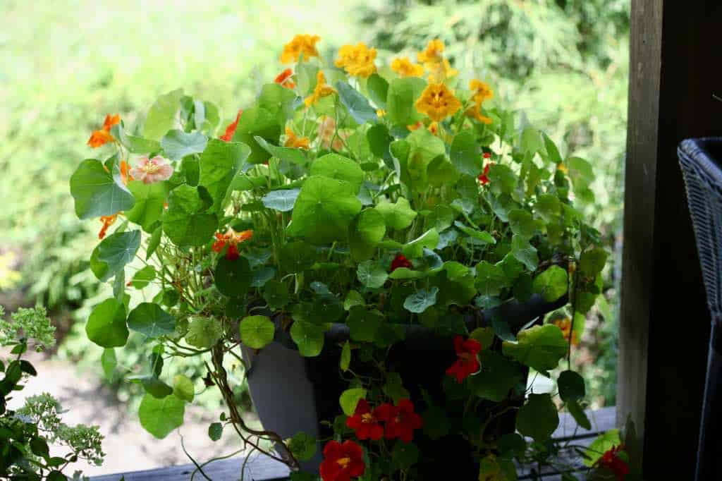 nasturtium growing in a container