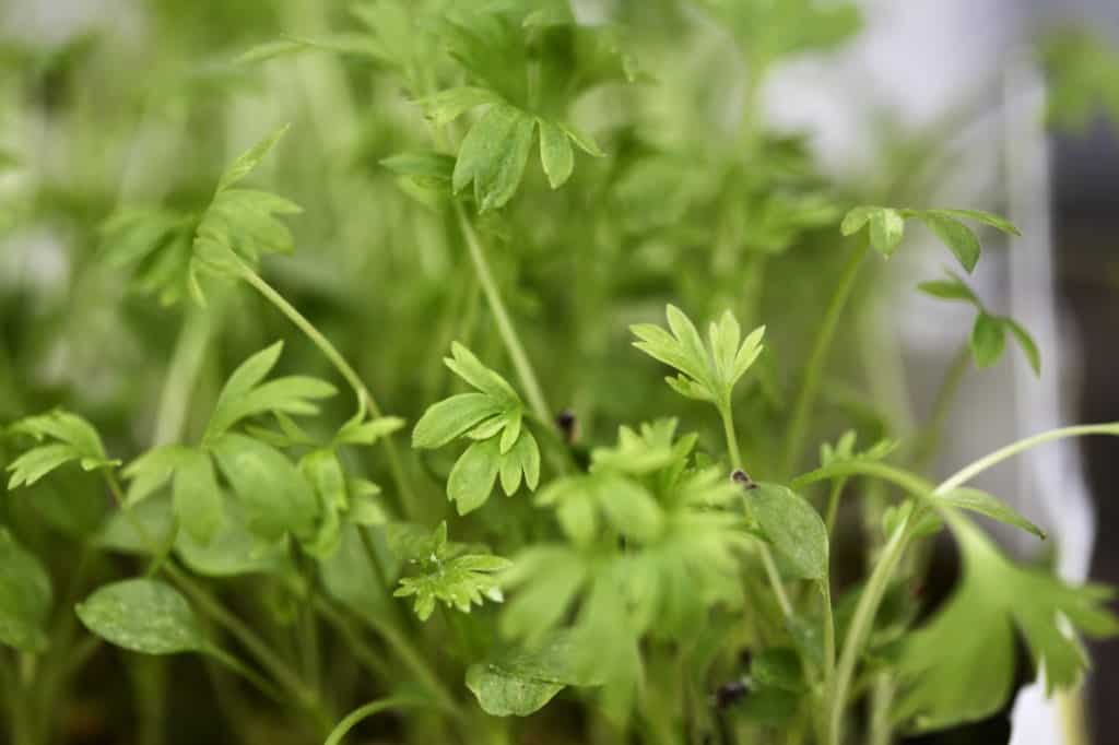 Larkspur seedlings in a milk jug