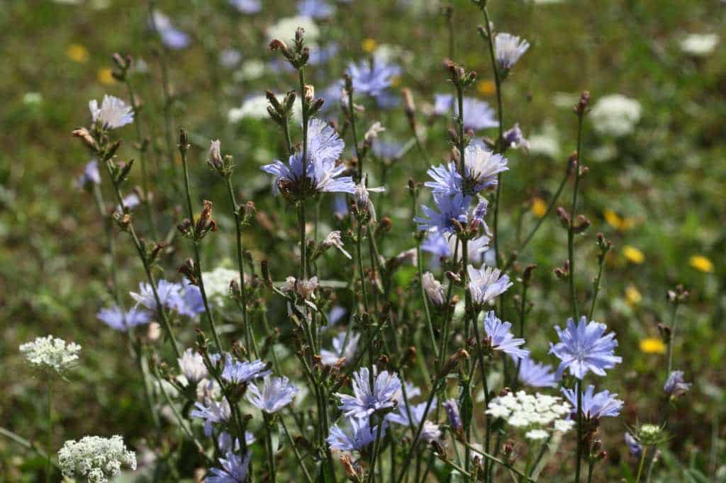 chicory plants with blue flowers and seed heads for harvest, in a field