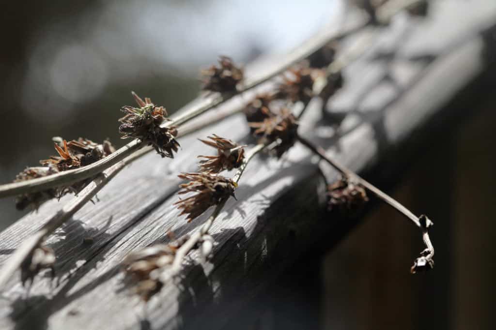 chicory stems and seed heads on a wooden railing
