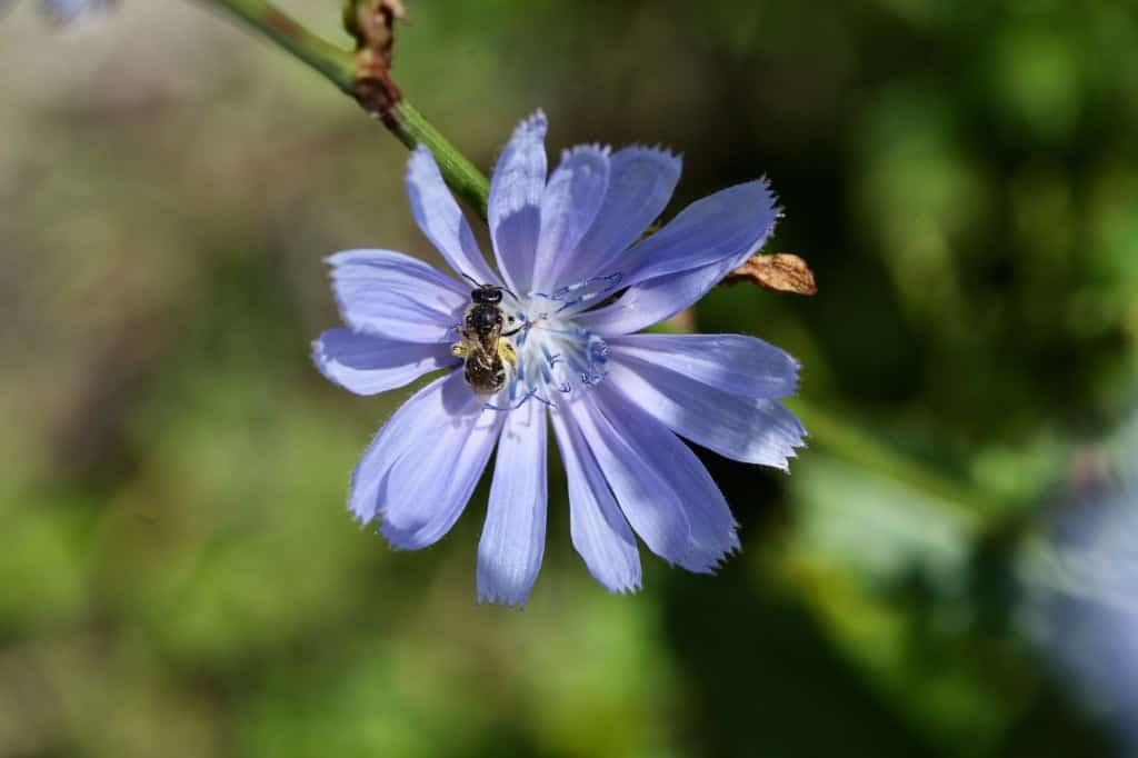 a blue chicory flower and bee