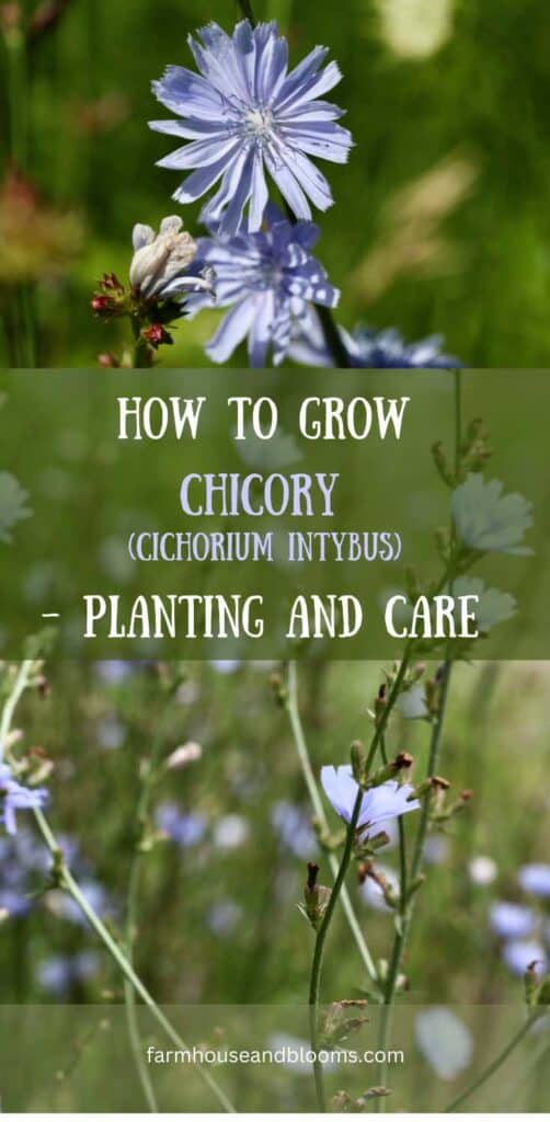 How to grow chicory (Cichorium Intybus)- pinterest pin