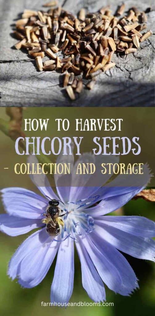 how to harvest chicory seeds- pinterest pin