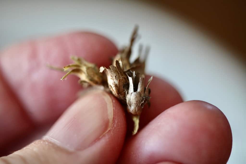 a hand holding individual dried wild chicory seed heads