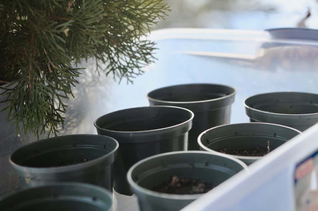 individual plant pots placed into a larger container 