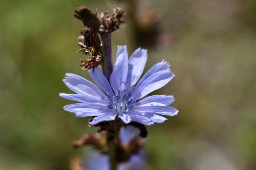 chicory seed heads and a chicory flower on a stem