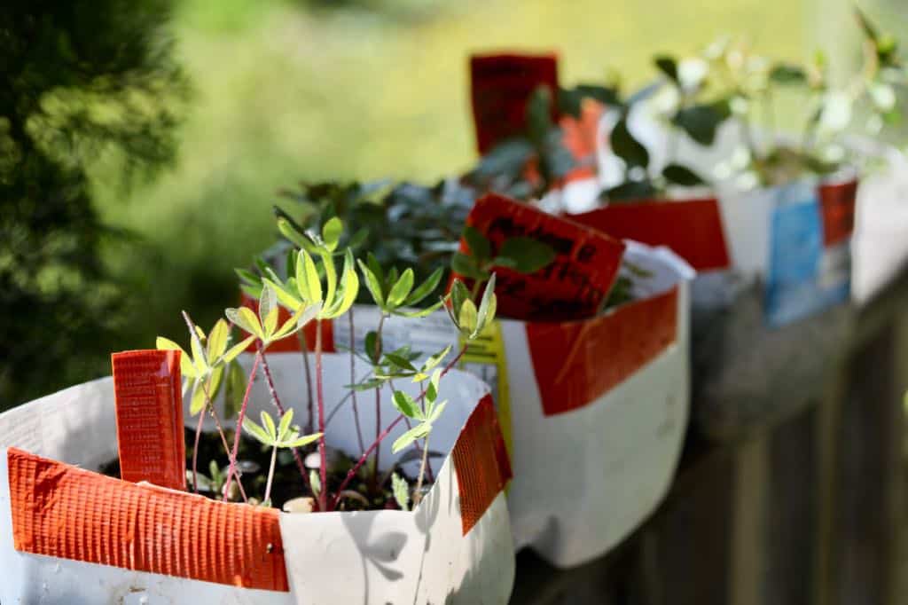 a row of winter sown seedlings, on a wooden railing