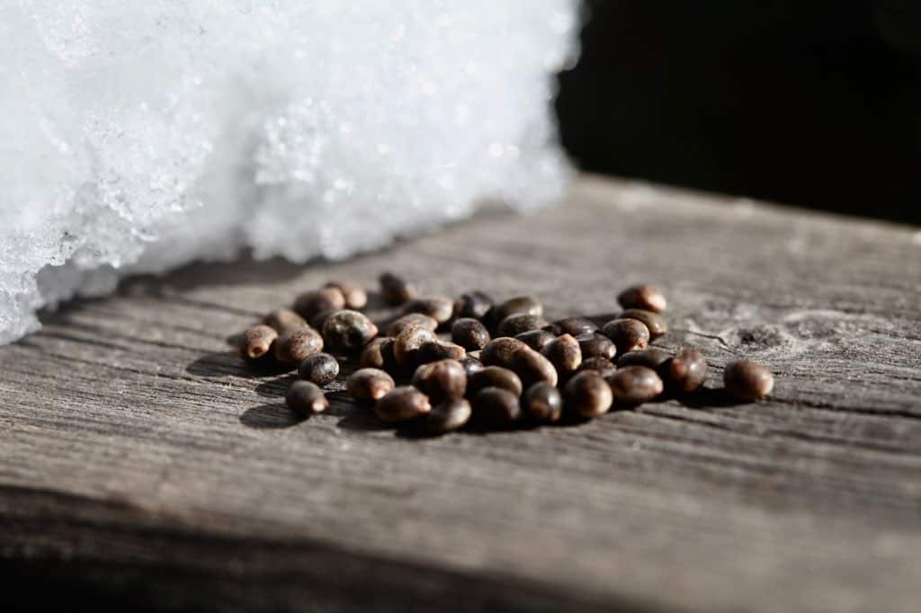 lupine seeds on a wooden railing, next to a pile of snow