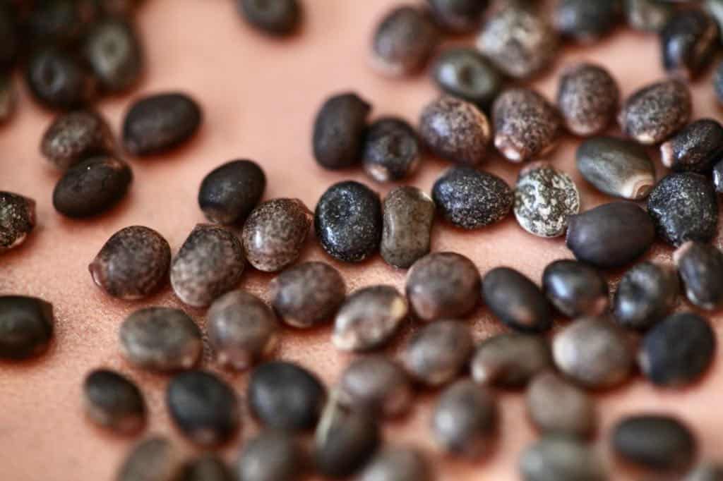 various shades of mottled brown colored lupine seeds