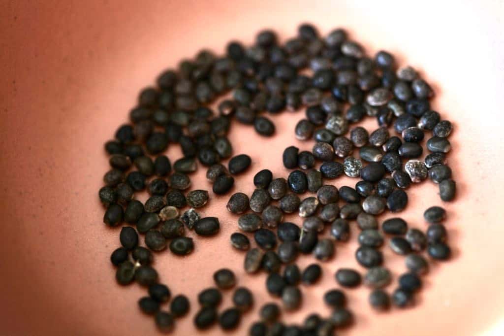 brown lupine seeds in an orange bowl, collected for winter sowing lupine seeds