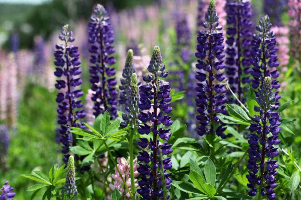 purple lupine flowers